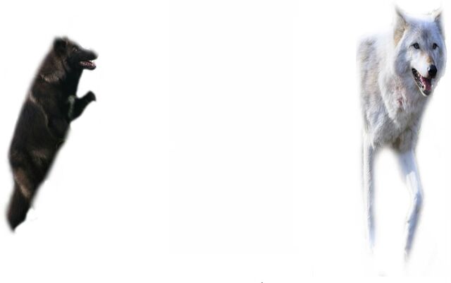 File:WolfrpWiki-background.jpg