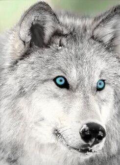 Mistythewolf