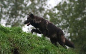 Nikita Hell Hounds
