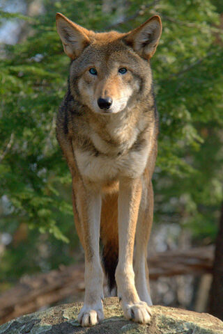 File:Red-wolf-Demi.jpg
