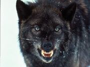 Scourgethewolf