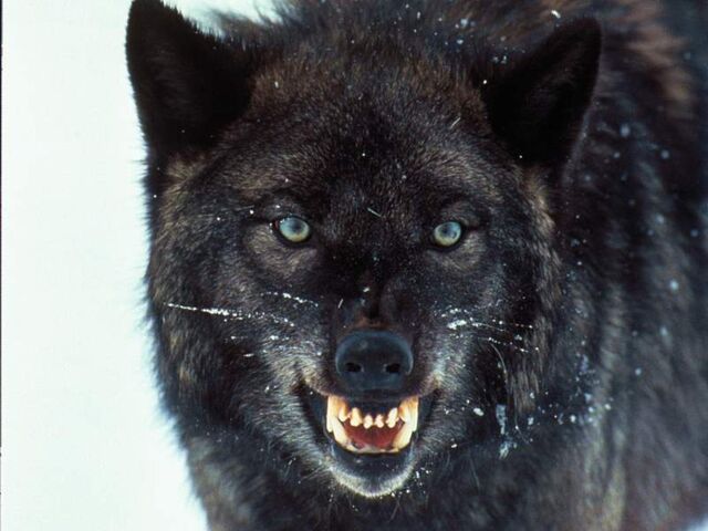 File:Scourgethewolf.jpg