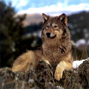 Talonthewolf