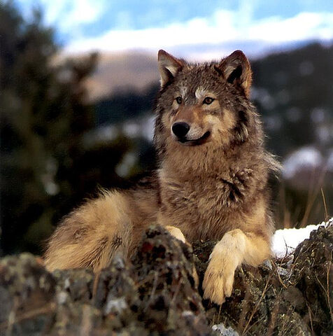 File:Talonthewolf.jpg