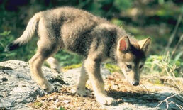 Wolfpup