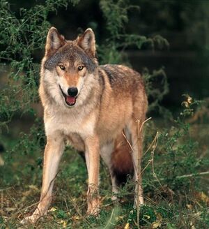 James Hell Hounds