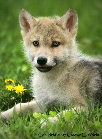 File:Blossomwolf.jpg
