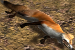 Fox carcass (2.7)