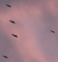 Ravens (2.5)