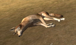 Coyote carcass