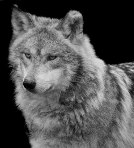 File:Silver Wolf by bejeweledhope.jpg