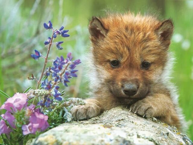 File:Gray Wolf Pup-(1024x768).jpg