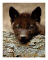 Thumbnail for version as of 22:54, March 16, 2012