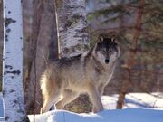Full Profile, Gray Wolf