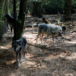 The Pack