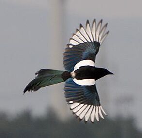 Magpie2