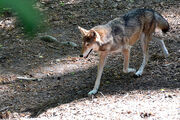 Enters The Wolf