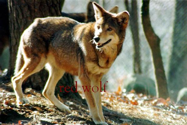 File:Red Wolf Book Cover.jpg