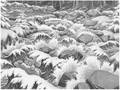 Thumbnail for version as of 02:12, December 12, 2011