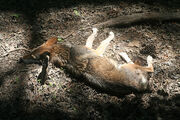 Sleeping Red Wolf