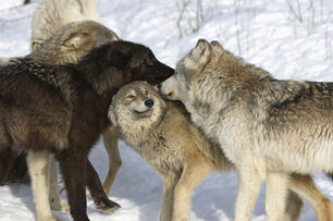 4016-wolfpack