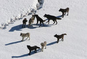 Yellowstone-wolves