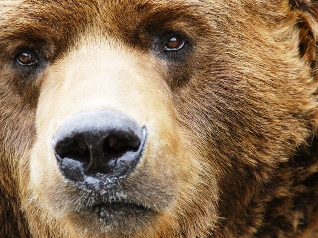 File:Grizzly-Bear-Face-1-.jpg
