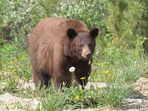 Grizzly 2