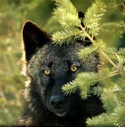 Black-wolf animal-pictures-archive3