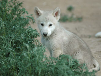 Wolf pup