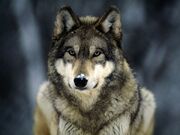 Grey-wolf 565 600x450 (1)