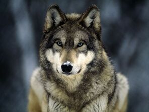 Grey-wolf 565 600x450 (1)