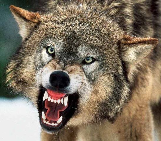 File:Wolf-attack2.jpg