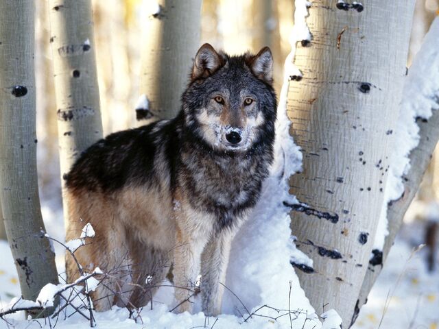 File:Wolves-Wallpapers-wolves-9705443-1600-1200-1-.jpg