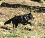 Black wolf jumping