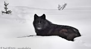 File:Black wolf 2.jpg