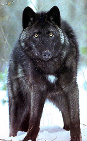 Bcolumbianwolf