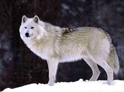 File:Tundrawolf.jpg