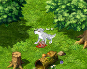 Wolf