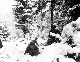 American infantry of 290th Regiment take cover in trees, Belgium 1945