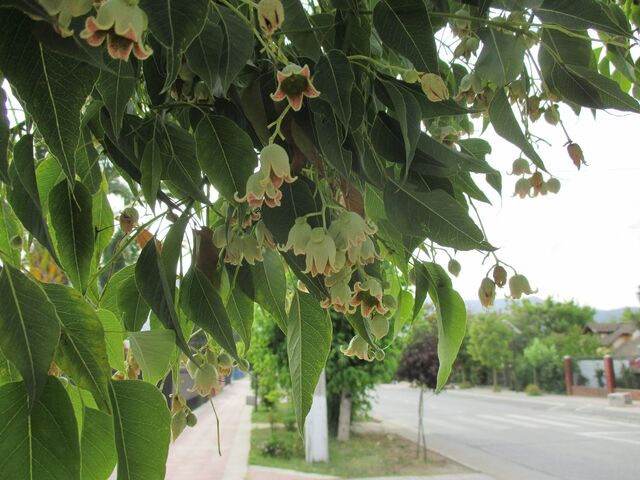 File:Brachichito G 1070.jpg