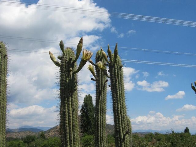 File:Trichocereus 2199.jpg