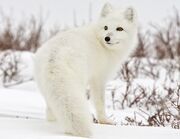 Arctic-fox-canada