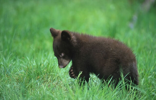 File:Black bear cub.jpg