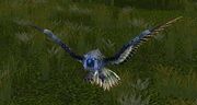 Dziki Sparrowhawk.jpg