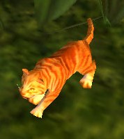 Orange Tabby Cat