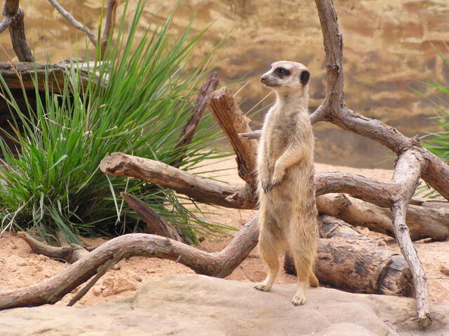 File:Merecat by scubachris.jpg