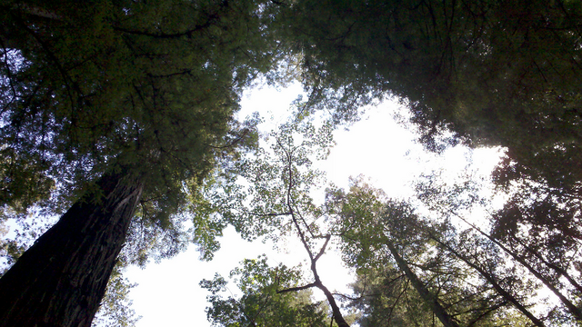 File:Woods1.png