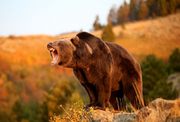 Grizzly Bear