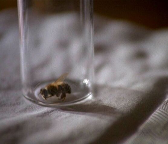 File:Bee as Syndicate specimen.jpg